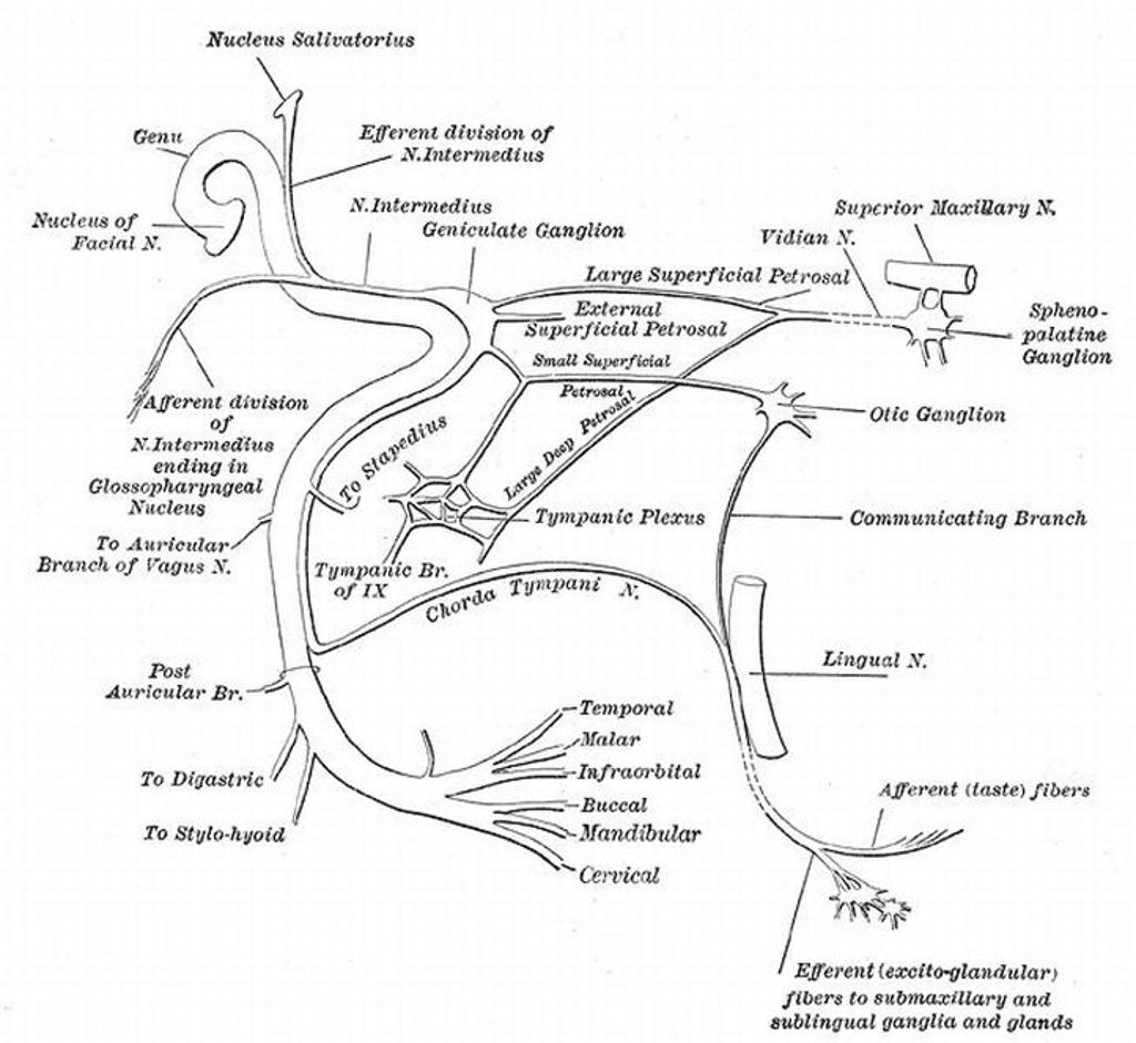 1024x941 Facial Nerve