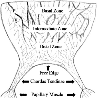 340x343 Line Drawing Showing The Locations Of Npy Like Immunoreactive Nerve