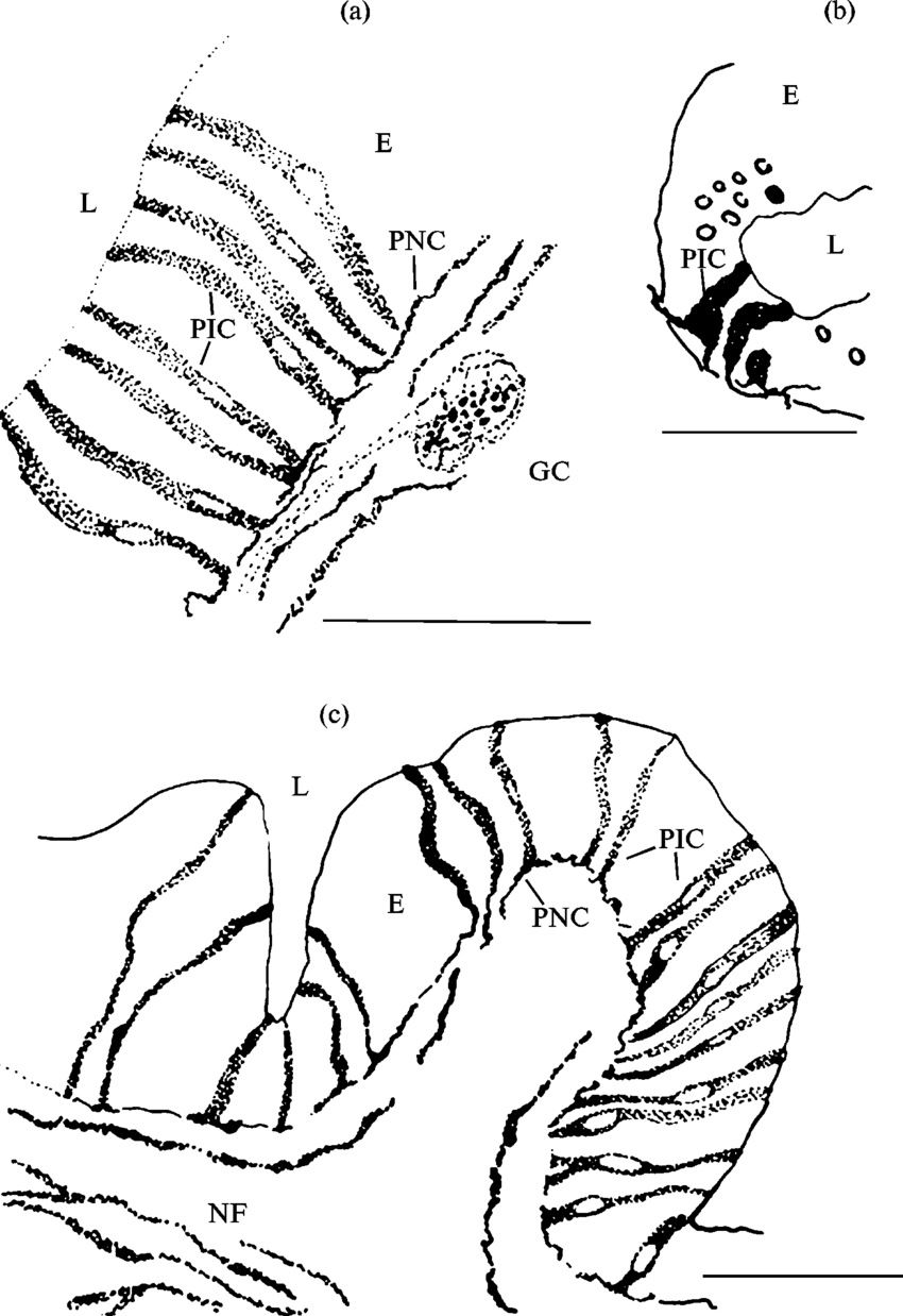 850x1238 Nadphddpositive Intraepithelial Cells (Pic) And Nerve Fibers (Nf