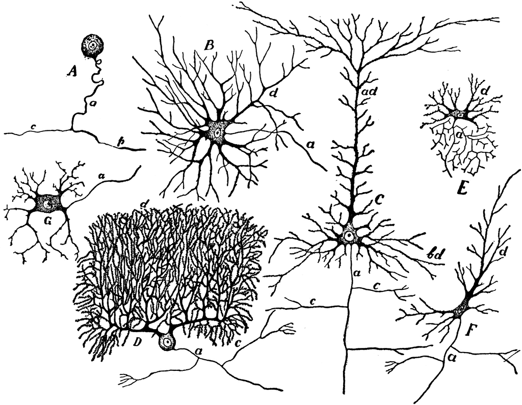 1024x795 Nerve Cells Clipart Etc
