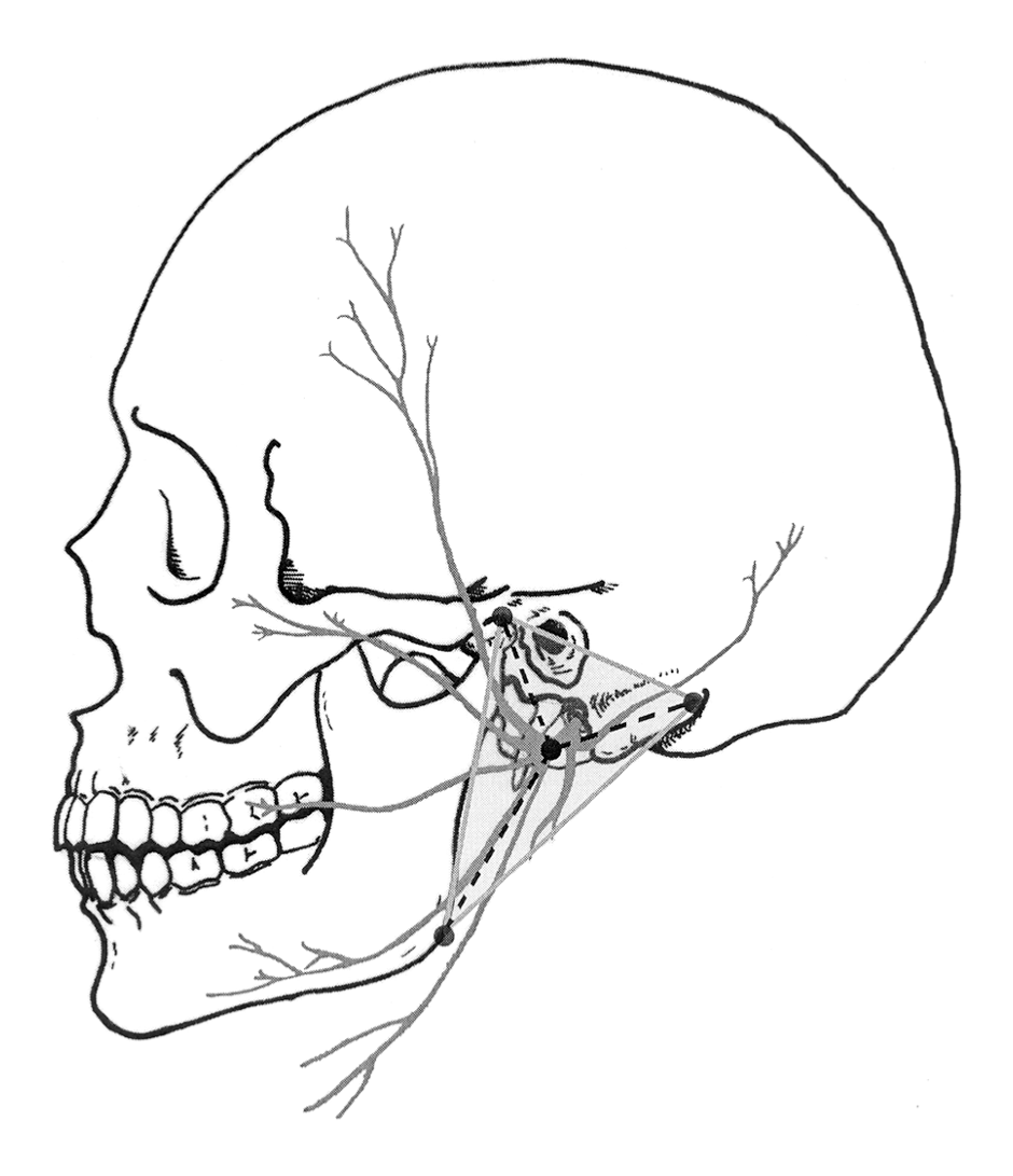 940x1091 A Simple Method For Safe Identification Of The Facial Nerve Using