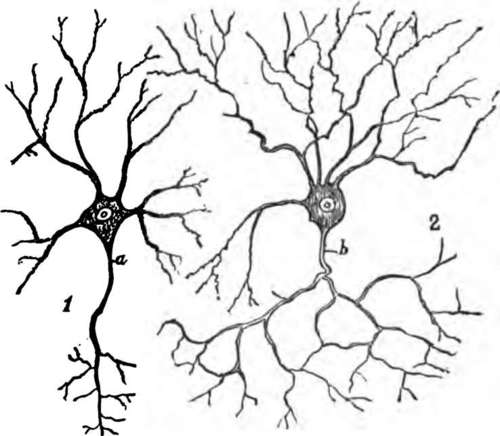 500x436 Nerve Cells