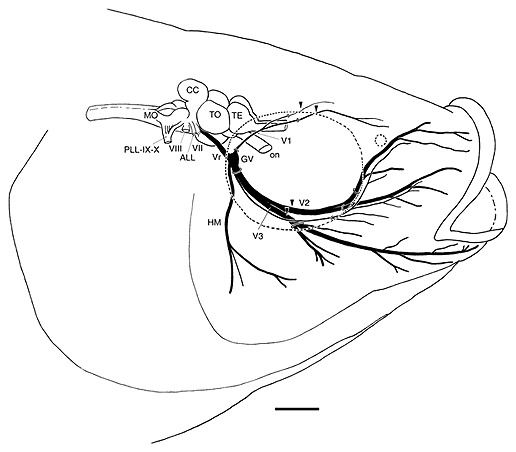 516x452 Schematic Drawing Of The Distribution Pattern Of The Three Primary
