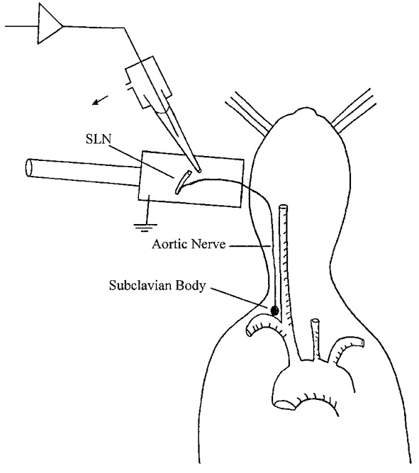591x667 Schematic Drawing Of The Experimental Preparationat The Arrow