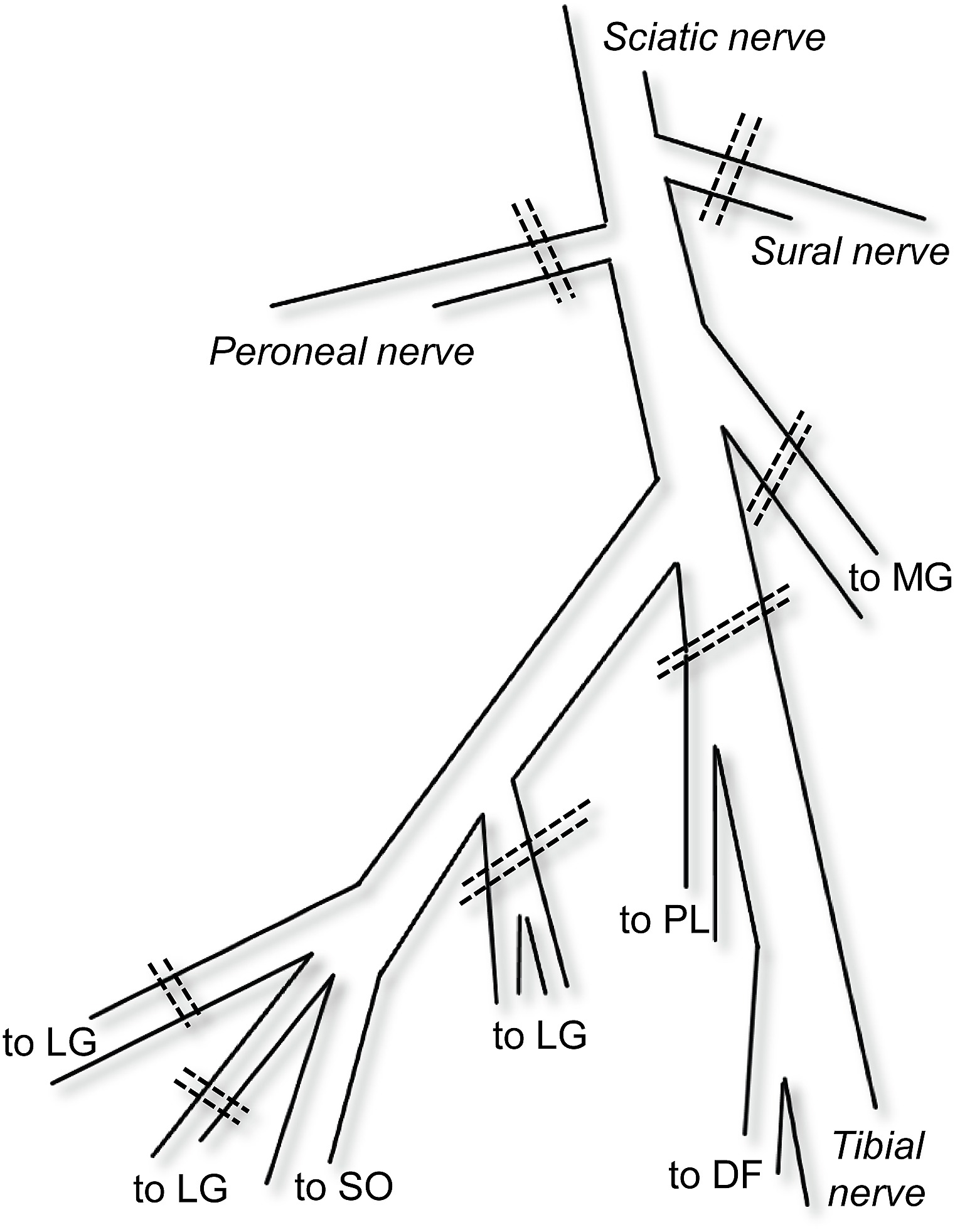 1522x1963 Schematic View Of Branches Of The Sciatic Nerve In The Popliteal
