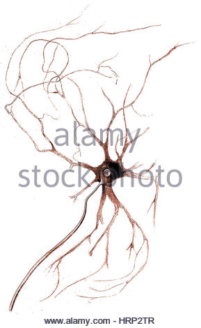 289x470 Nerve Cell Stock Photo, Royalty Free Image 37496105
