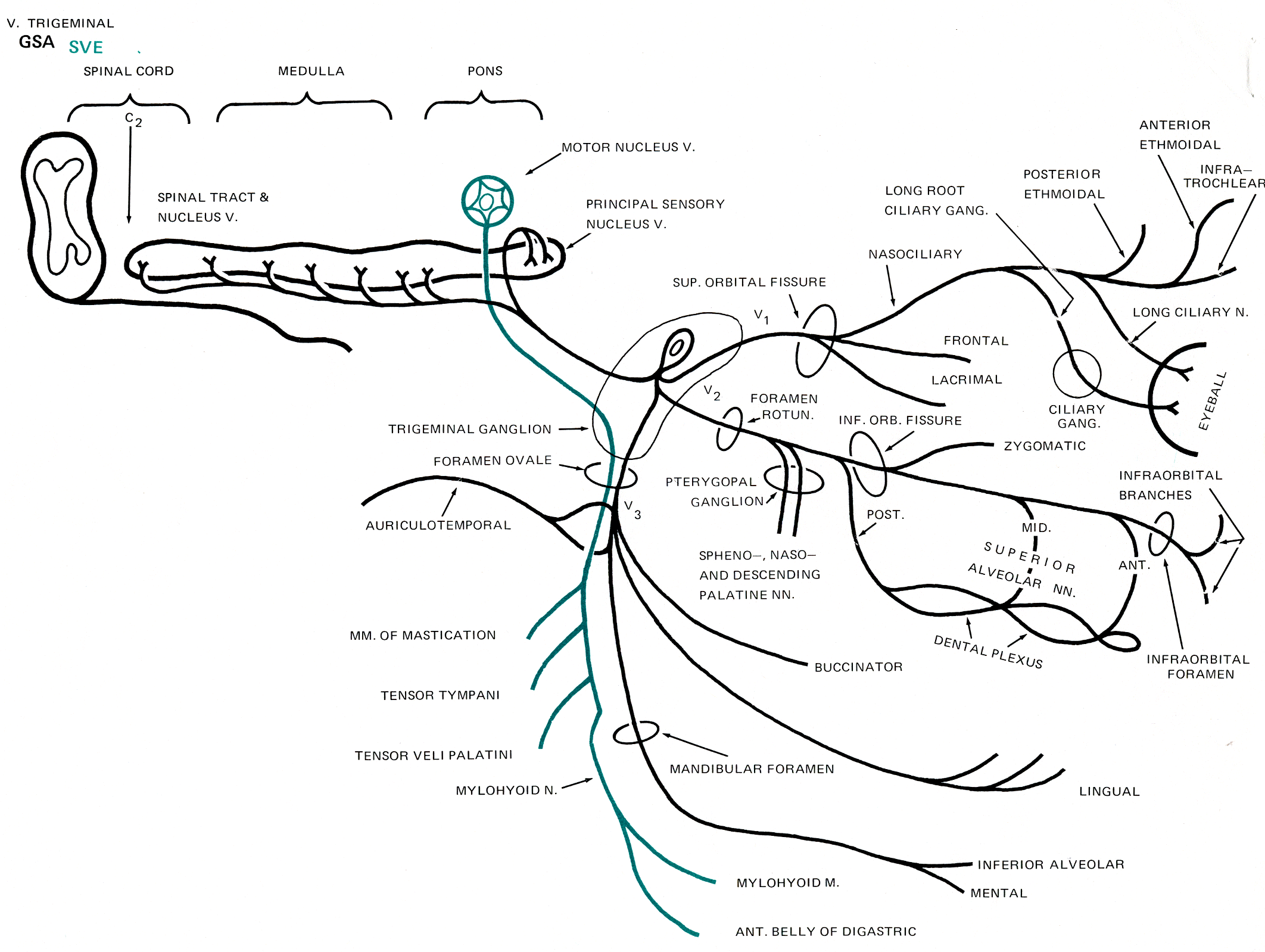 2124x1598 Cranial Nerve V