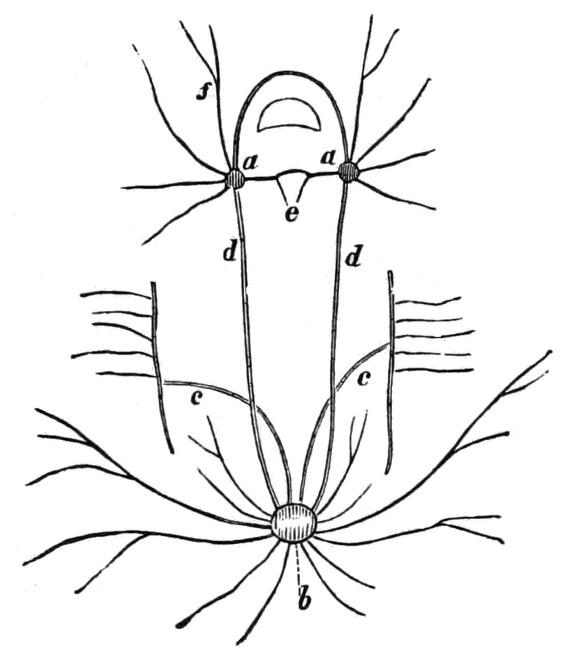 823x932 Filepsm V06 D028 Nervous System Of An Oyster.png
