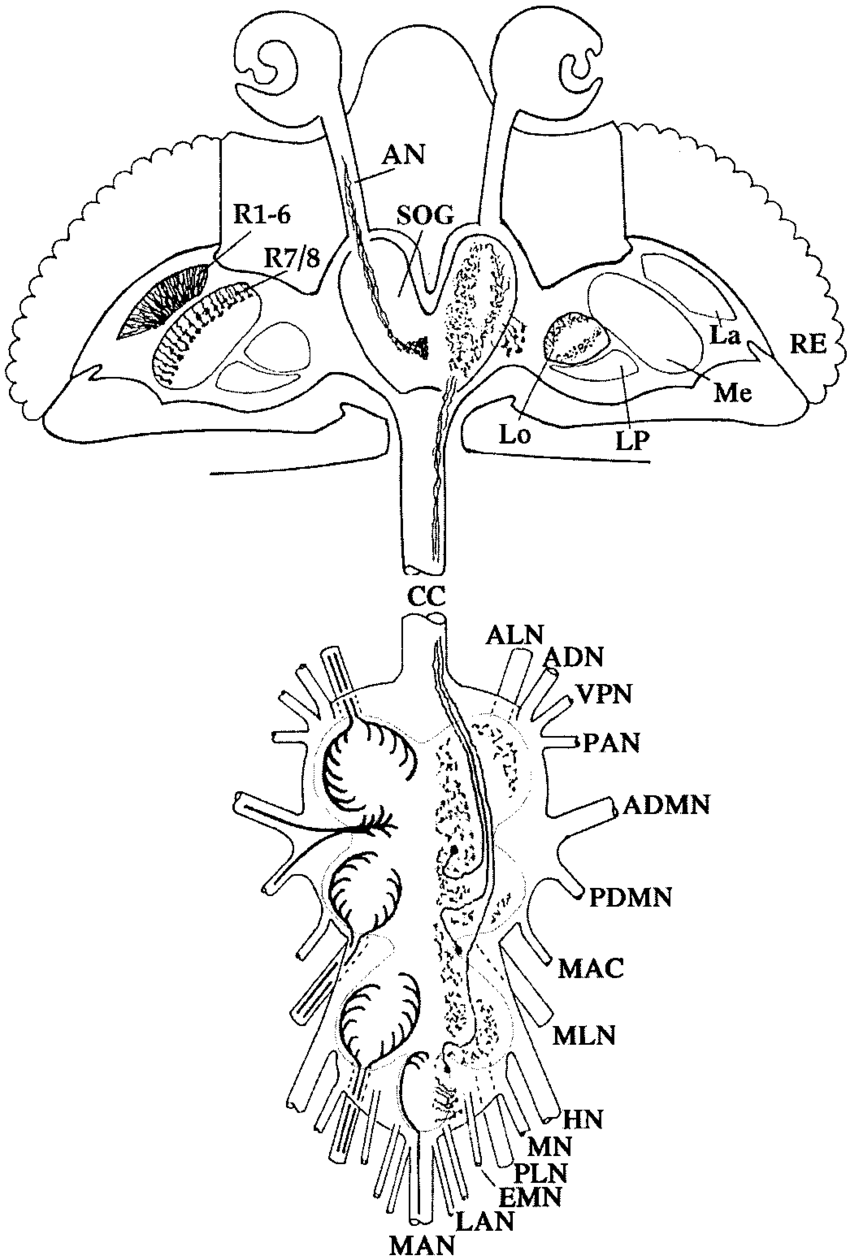 850x1260 Histamine Distribution In The Drosophila Imaginal Nervous System