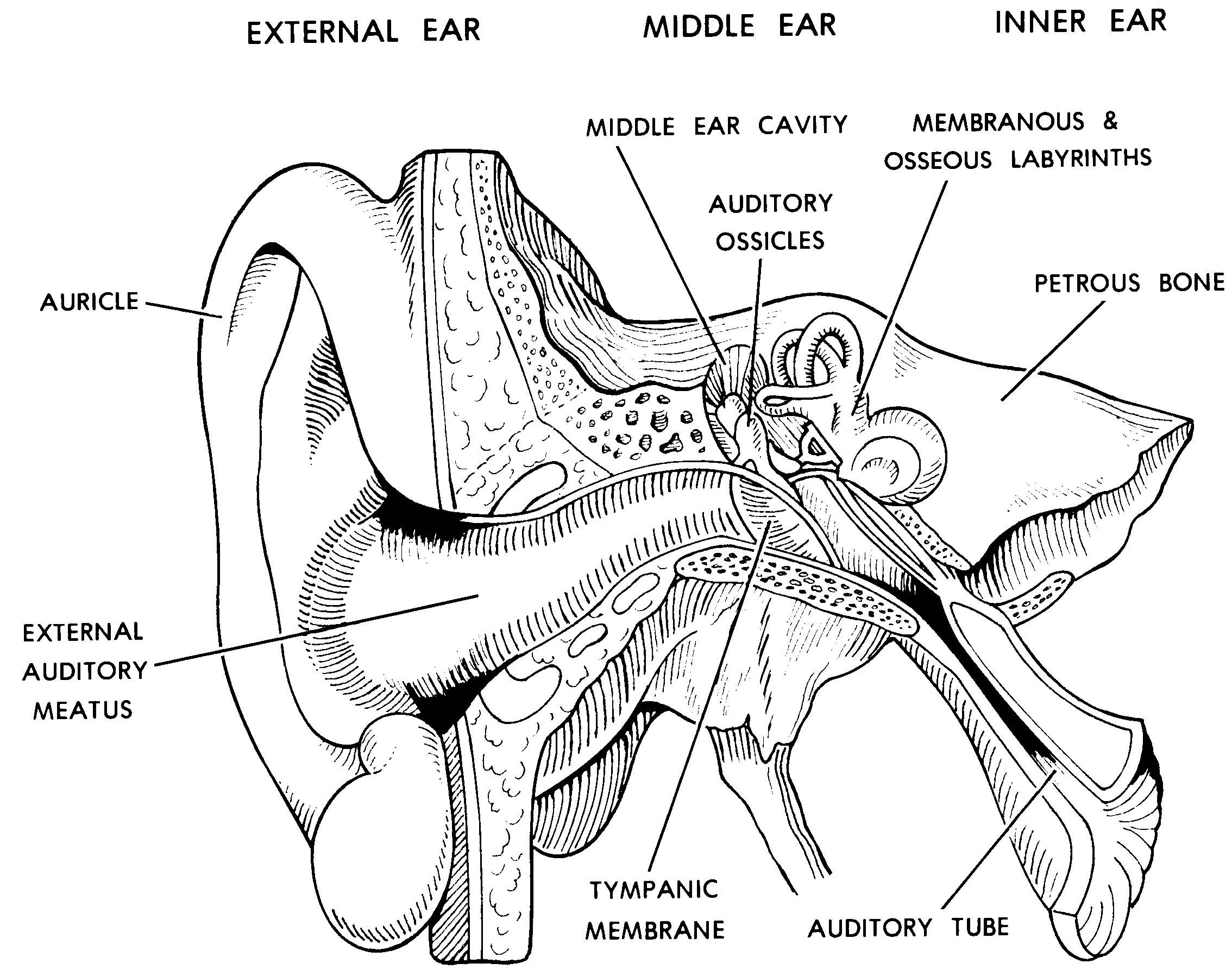 2268x1797 Images 11. Nervous System Basic Human Anatomy