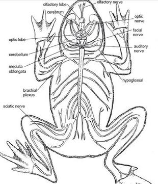 310x361 Nervous System