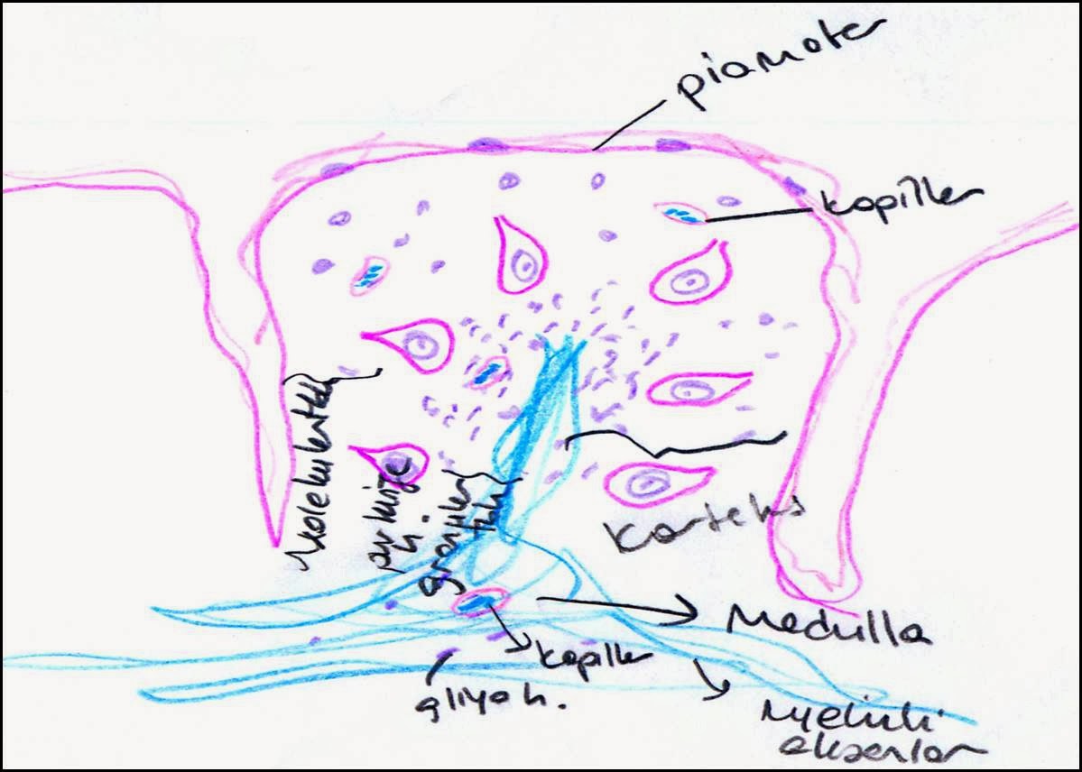 1199x856 Nervous System