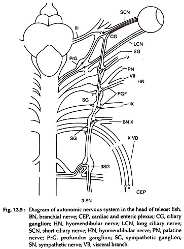 363x490 Autonomic Nervous System In Fishes Definition And Types (With