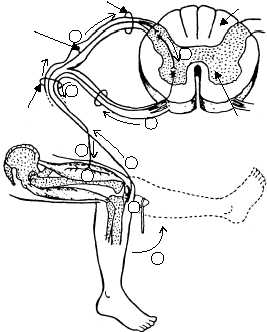 267x332 Peripheral Nervous System