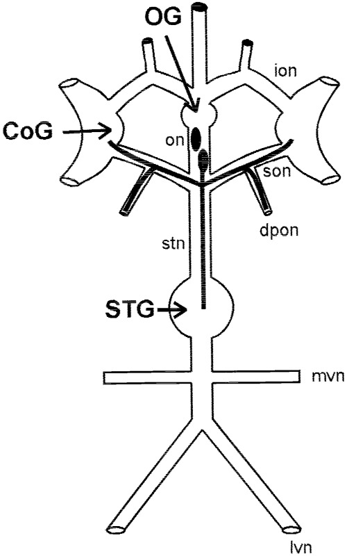 500x800 Schematic The Isolated Stomatogastric Nervous System (Stns)