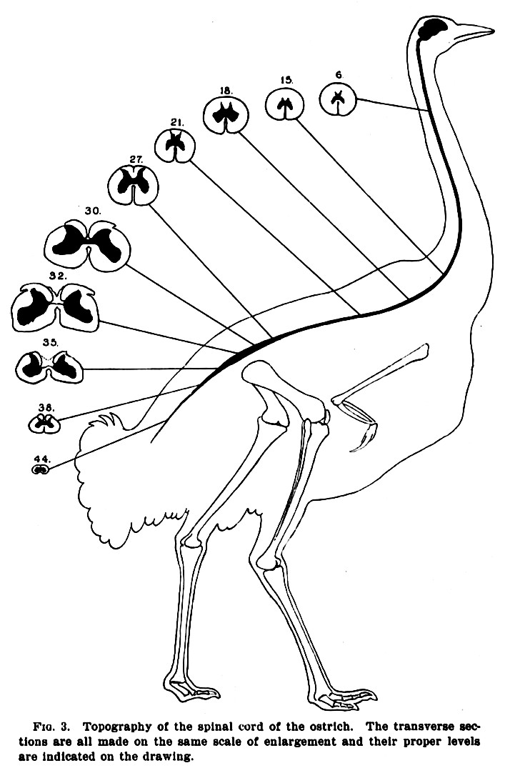 728x1082 Nervous System Sauropod Vertebra Picture Of The Week