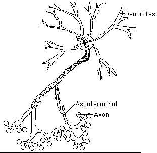 311x303 Thehumansbodycorner