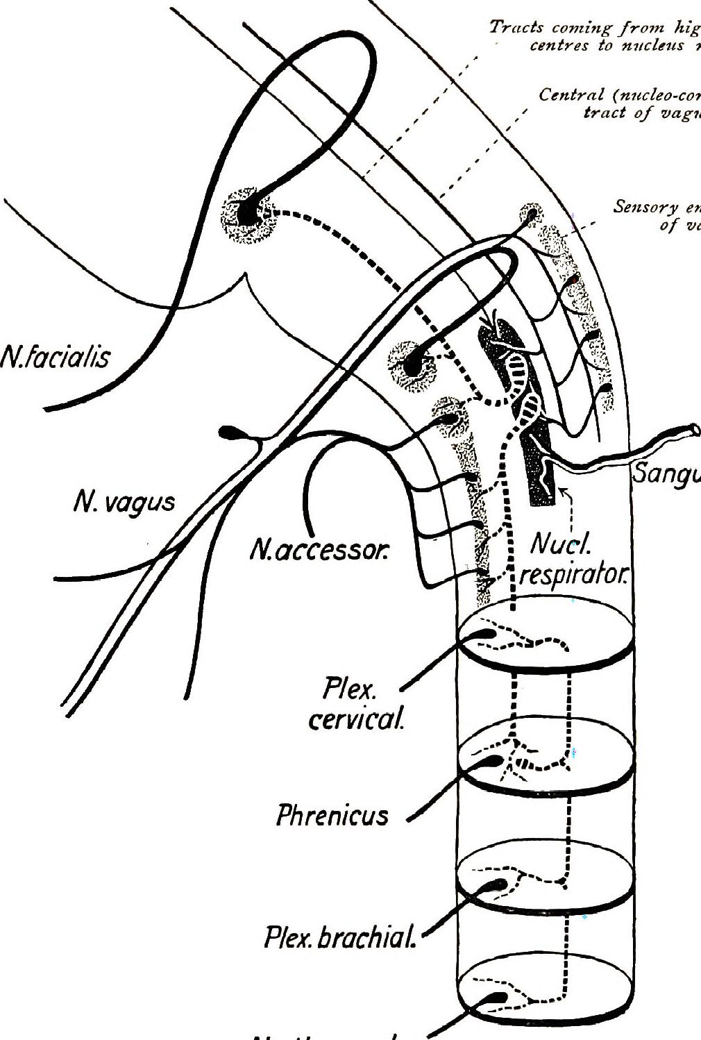 1010x1498 Filebrain And Spinal Cord A Manual For Study