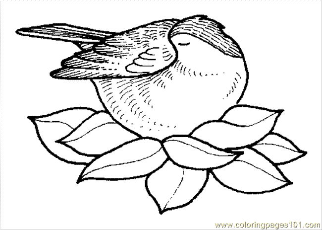 650x463 Coloring Pages Bird Nest 3 Coloring Page