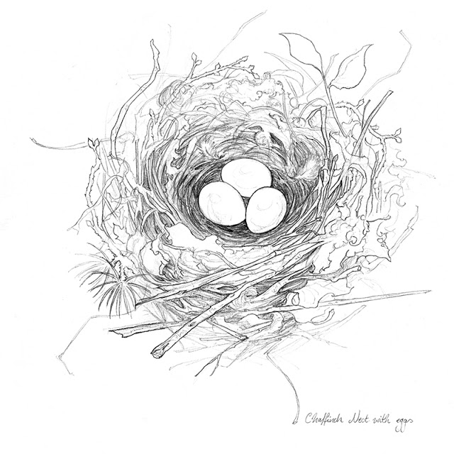 640x640 Amy Holliday Illustration Sketchbook Garden Bird Nest