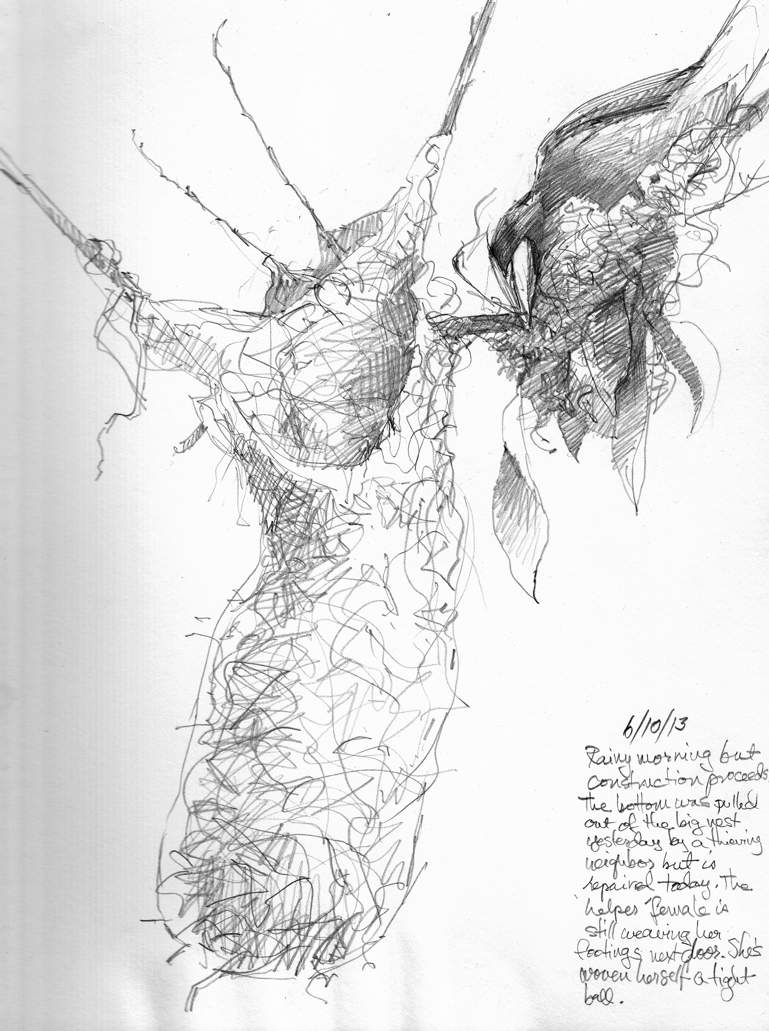 1567x2100 Friday Feathers Or Figures Feathers. Drawing The Motmot