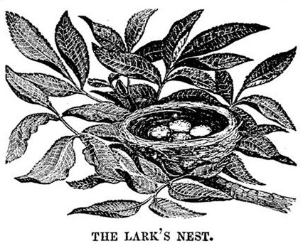 426x346 Lark Nest Drawing