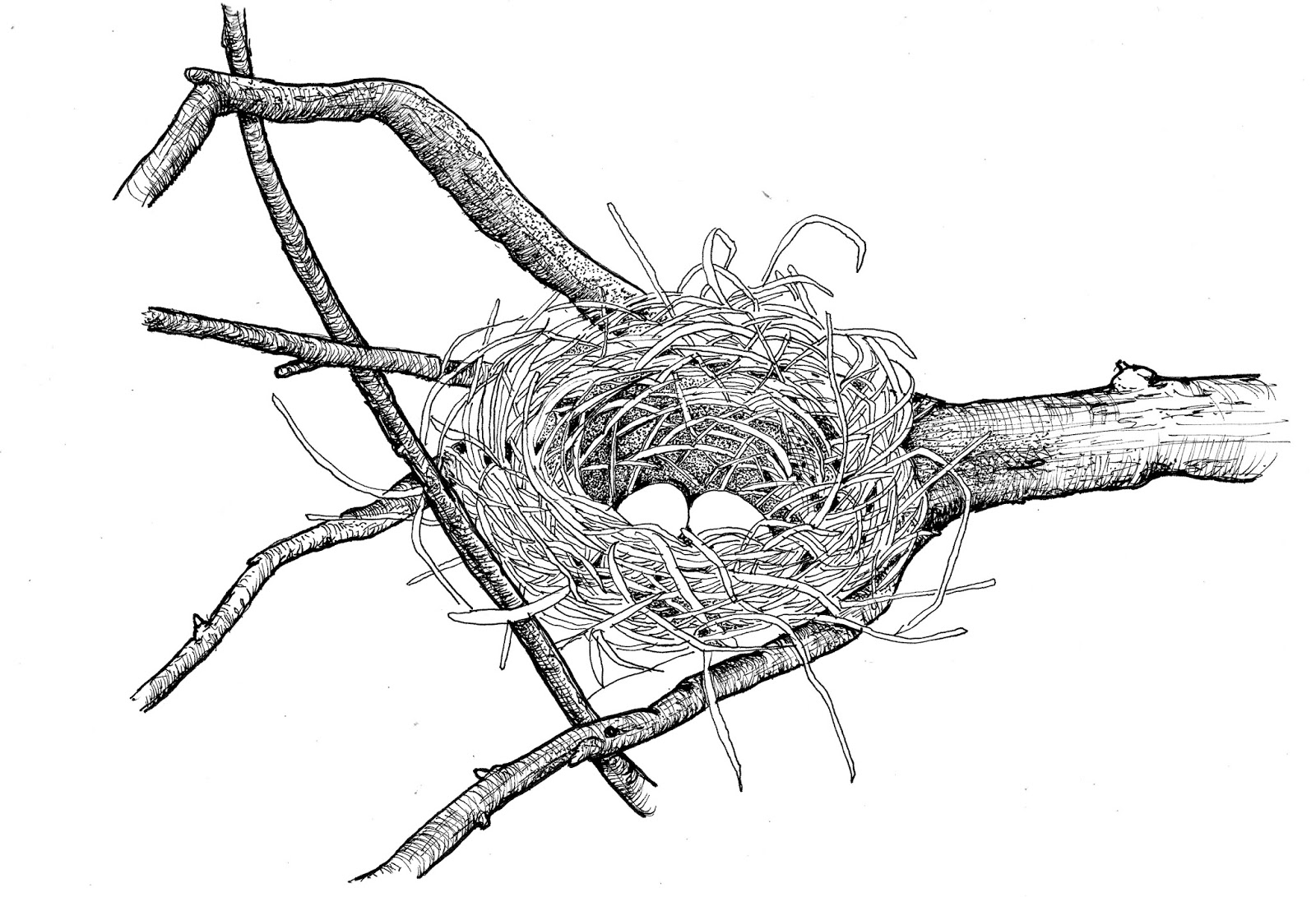 1600x1091 Bird Nest Drawing