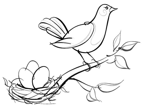600x450 Sketch Of Bird Nest Coloring Pages Best Place To Color