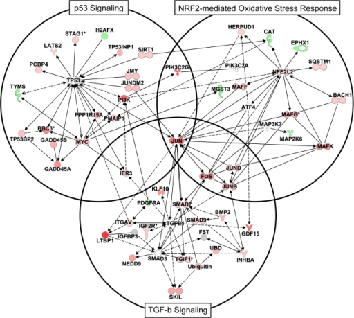 512x459 Ingenuity Network Diagram Depicting Interactions Betwee Open I