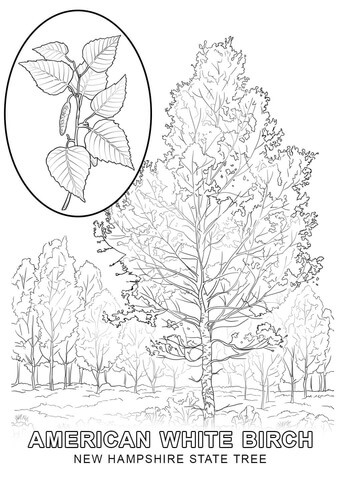340x480 New Hampshire State Tree Coloring Page Free Printable Coloring Pages