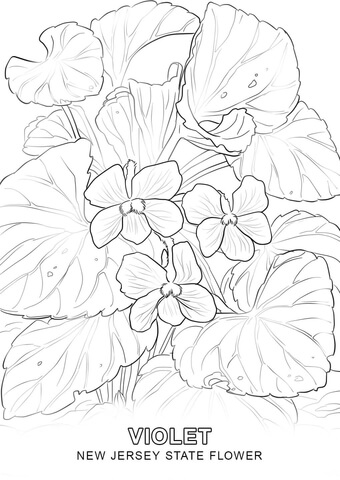 340x480 New Jersey State Flower Coloring Page Free Printable Coloring Pages