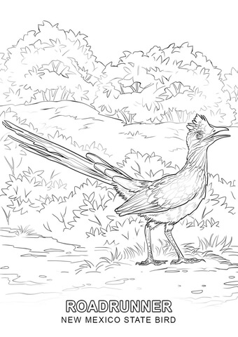 340x480 New Mexico State Bird Coloring Page Free Printable Coloring Pages
