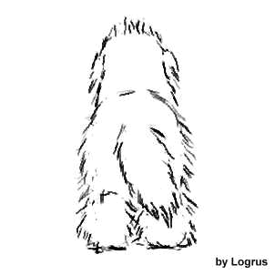 302x302 How To Groom A Newfoundland Dog