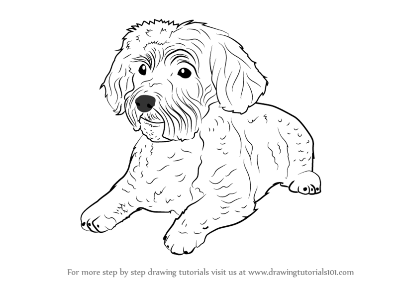 800x565 Learn How To Draw A Schnoodle (Dogs) Step By Step Drawing Tutorials