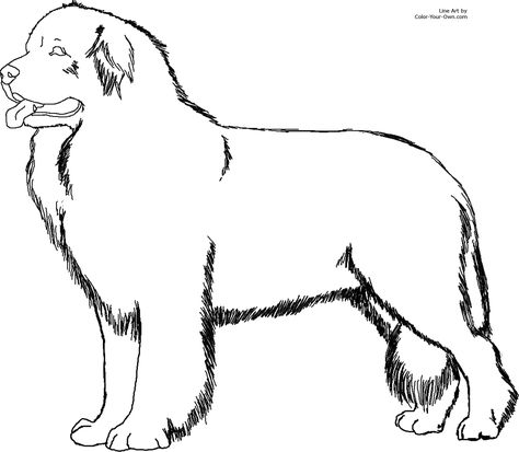 474x413 Newfoundland Dog Dog Drawings Pictures Dog