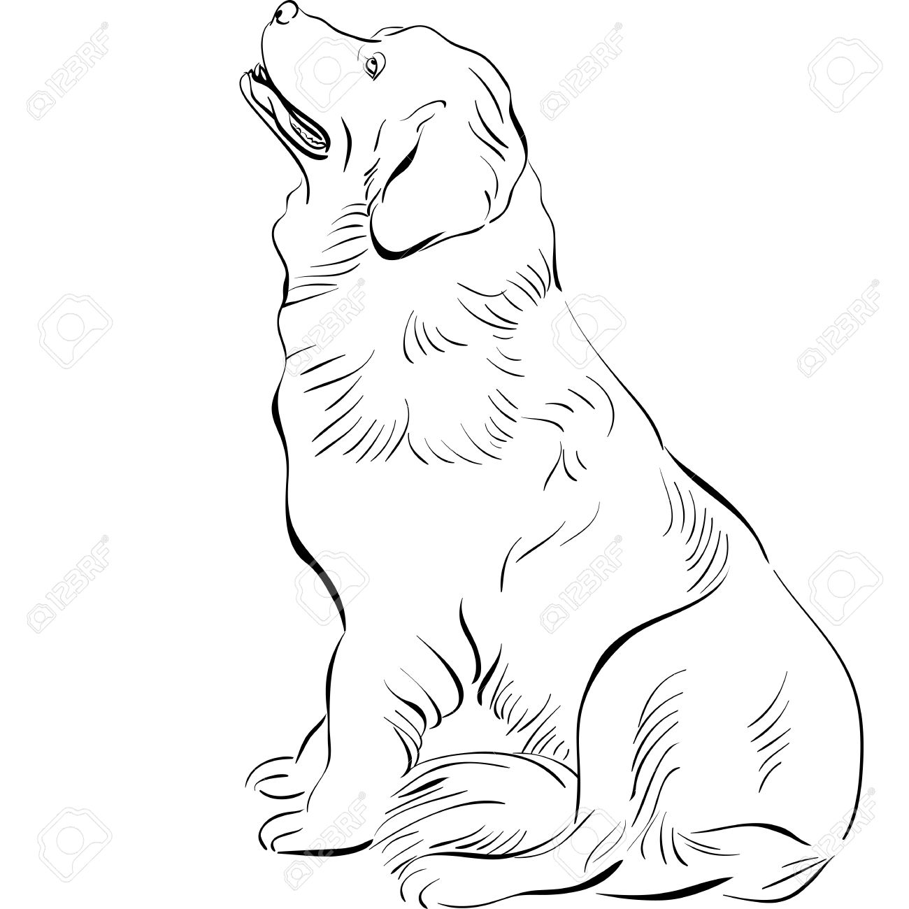 1300x1300 Black And White Sketch Of The Dog Newfoundland Hound Breed Sitting