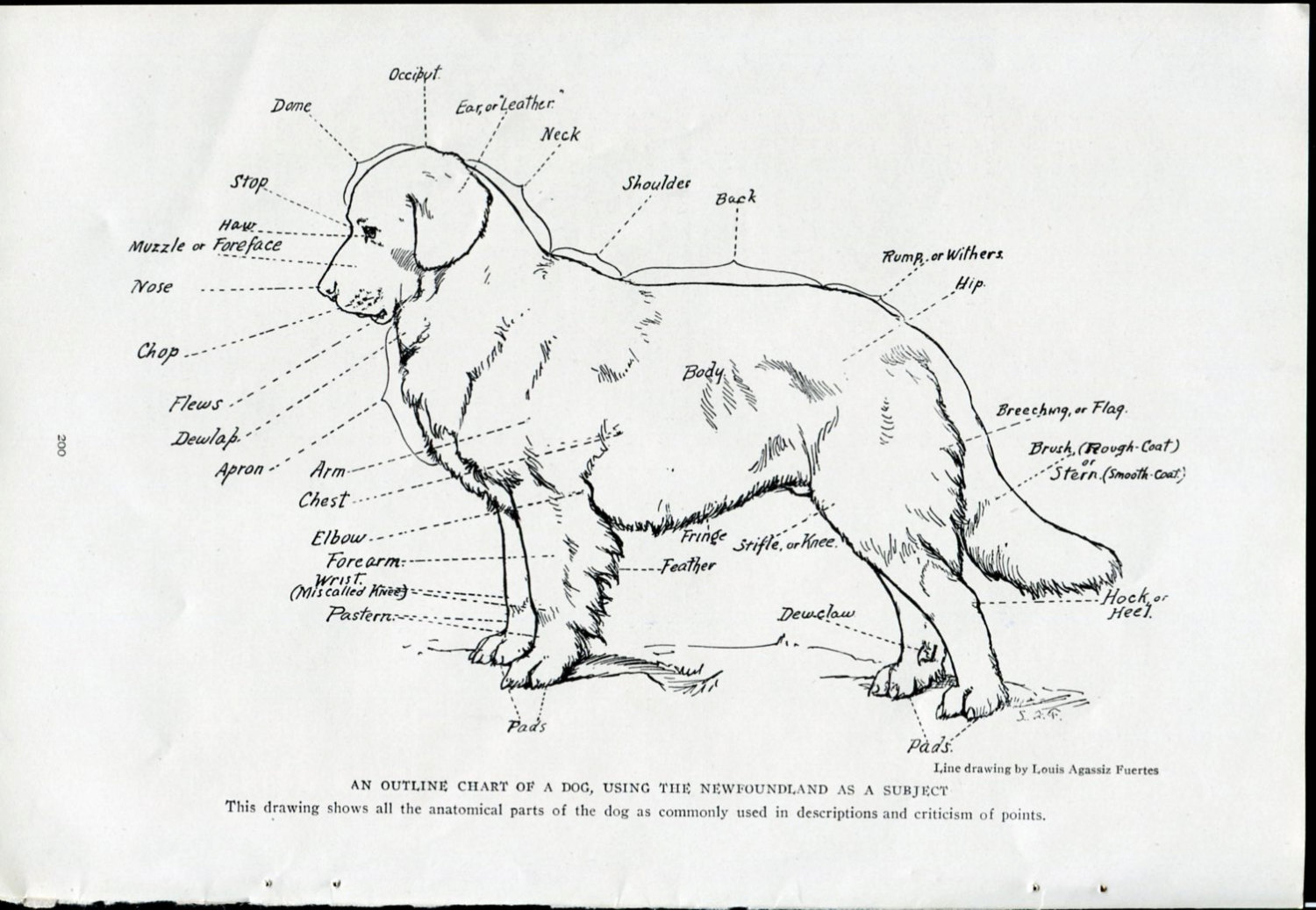 1500x1037 Outline Chart Of A Dog