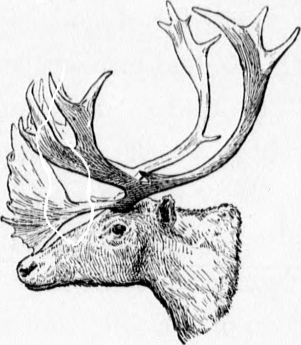 616x706 Image From Page 216 Of Sport, Travel And Adventure