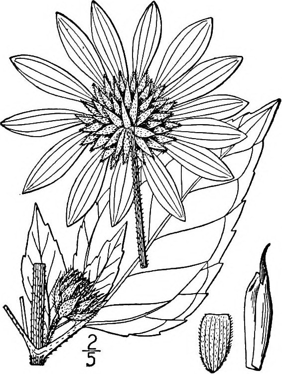 566x750 Image From Page 485 An Illustrated Flora
