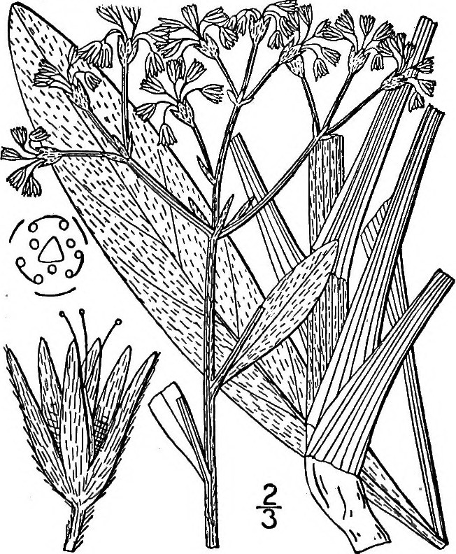 652x792 Image From Page 683 An Illustrated Flora