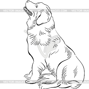 300x300 Newfoundland Breed Sitting