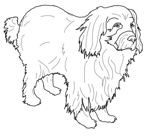 480x451 Newfoundland Coloring Page Free Printable Coloring Pages