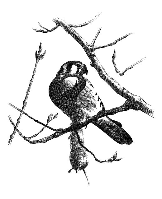 520x640 Pen And Ink Drawing Barry Coombs Art Workshops