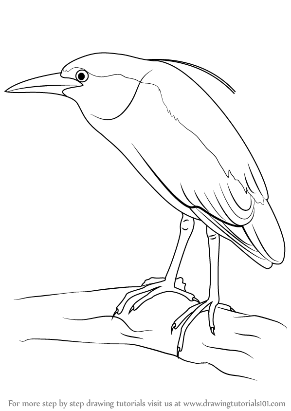 598x844 Learn How To Draw A Black Crowned Night Heron (Birds) Step By Step