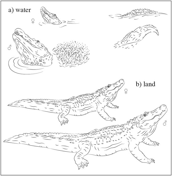 Nile Crocodile Drawing at GetDrawings | Free download