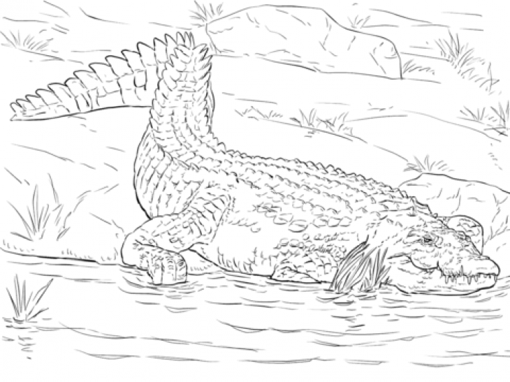 730x547 Free Printable Coloring Page Of A Nile Crocodile For Adults