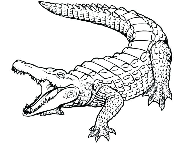600x495 Nile Crocodile Coloring Page Printable For Fancy Draw African