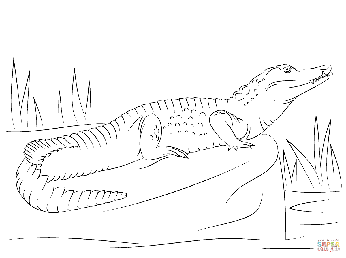 1200x895 Nile Crocodile Side View Coloring Page Free Printable Coloring Pages
