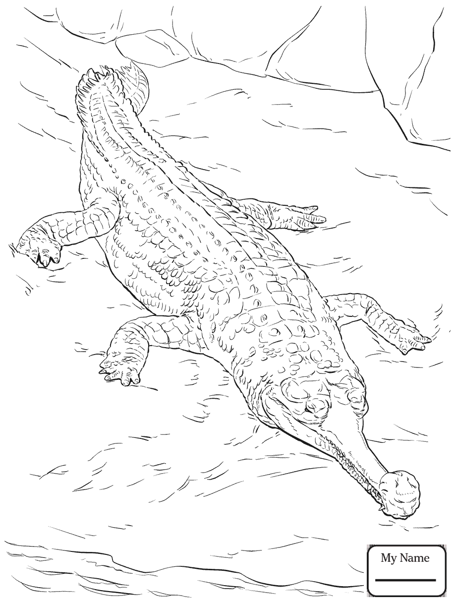 918x1224 Ancient Egyptian Picture Of Nile Crocodile Reptiles Coloring Pages