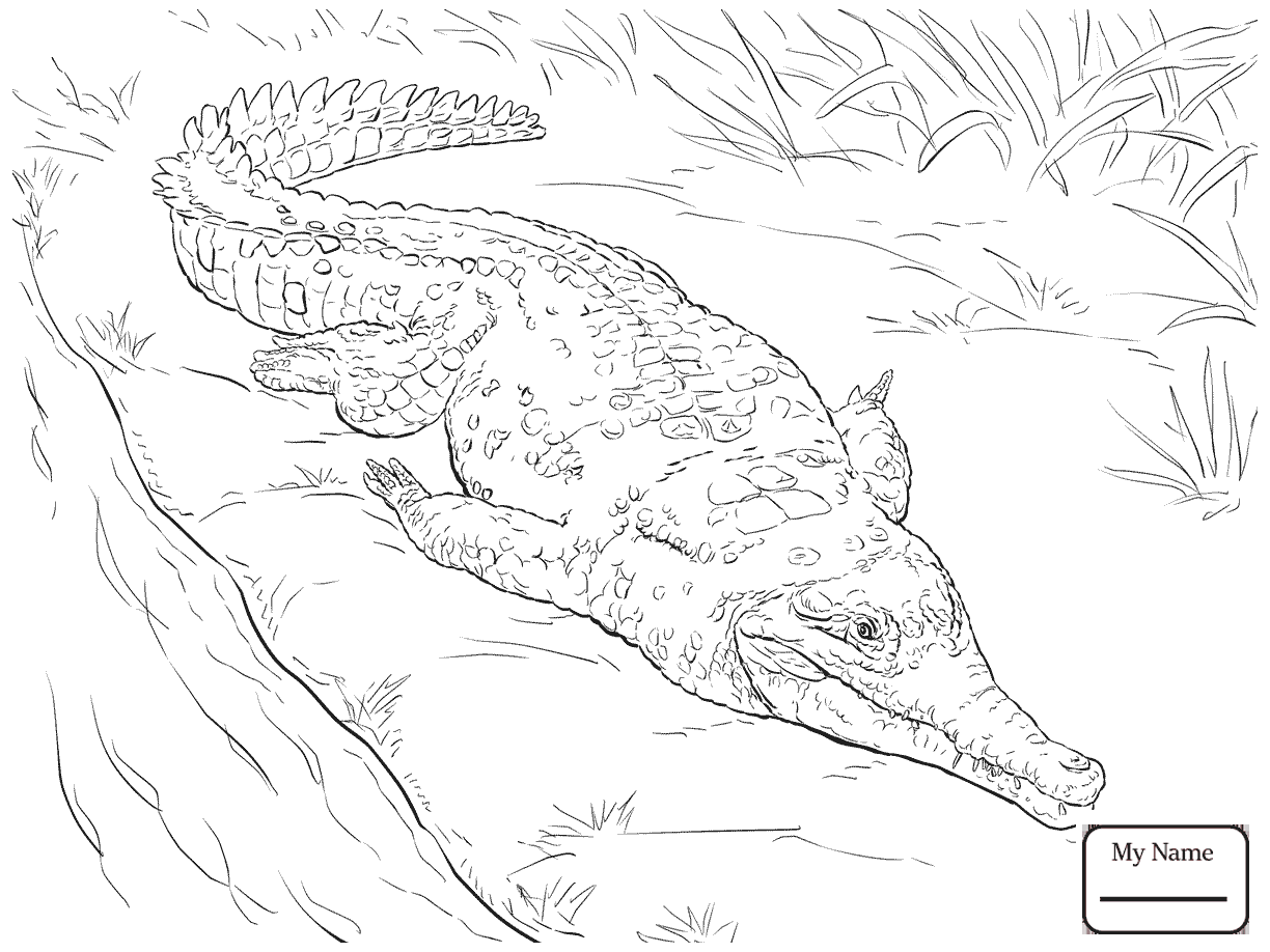1224x918 Crocodile Crocodile Outline Reptiles Coloring Pages For Kids